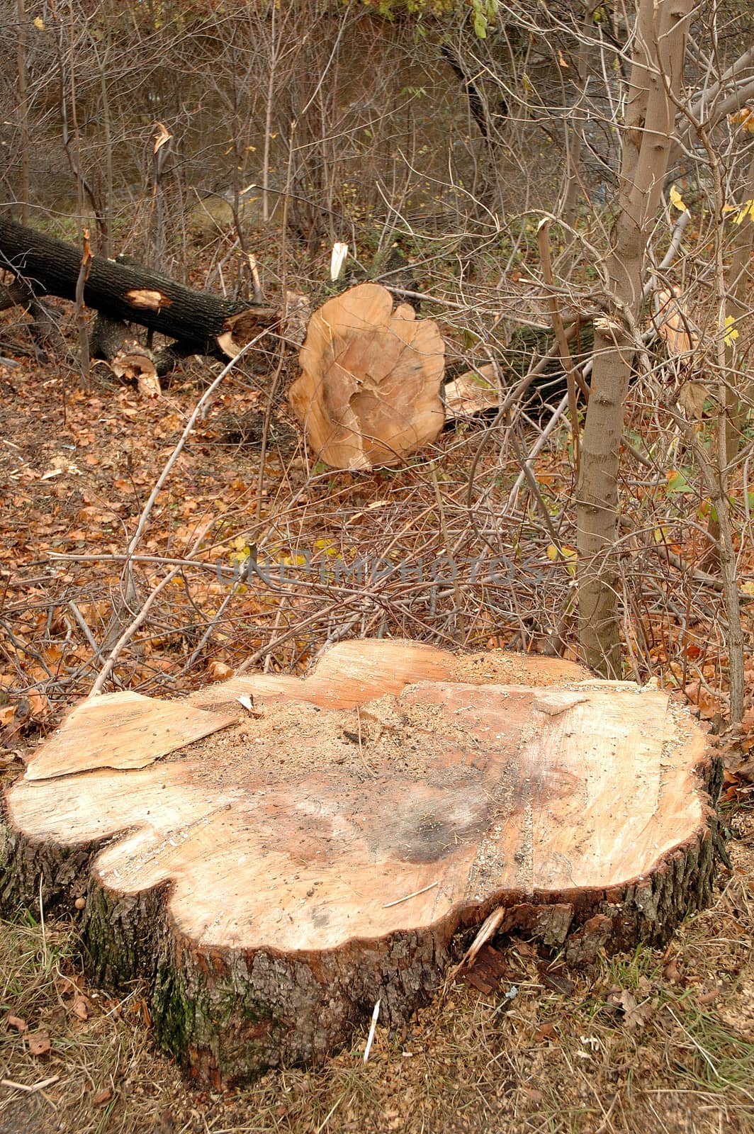 Stump and trunk of cutted tree