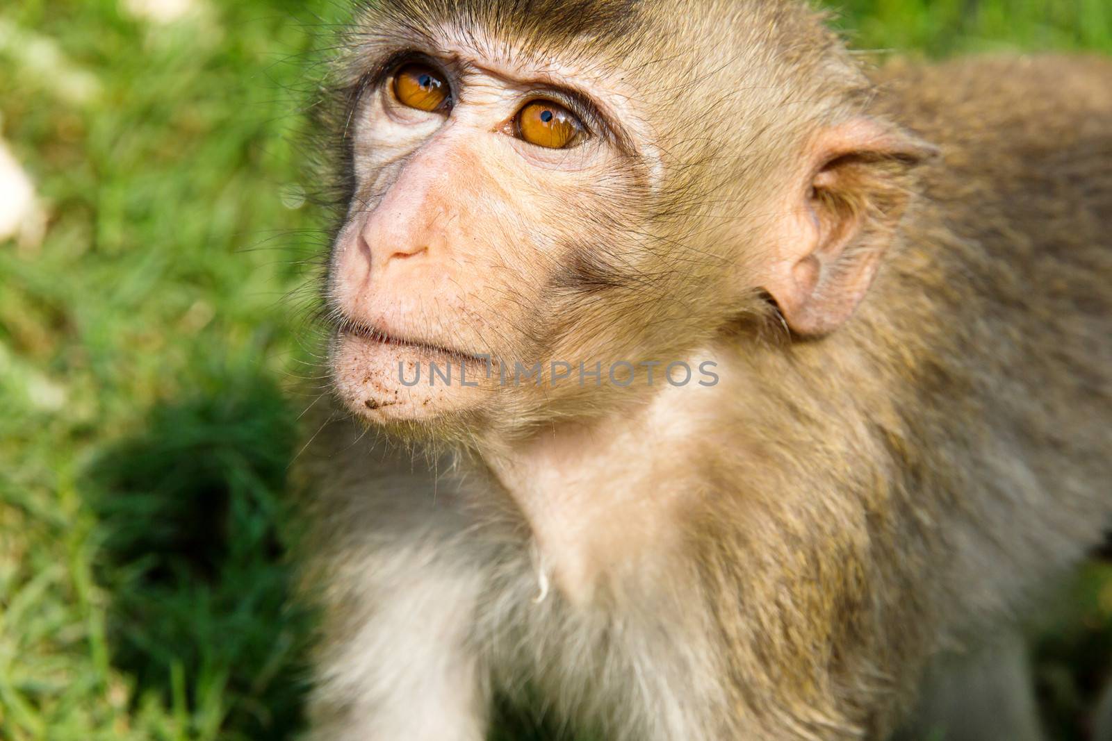 portrait of Long-tailed macaque