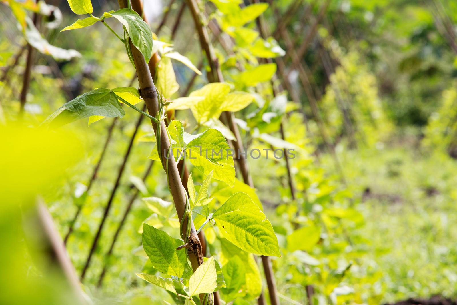 Yardlong bean farm by ponsulak