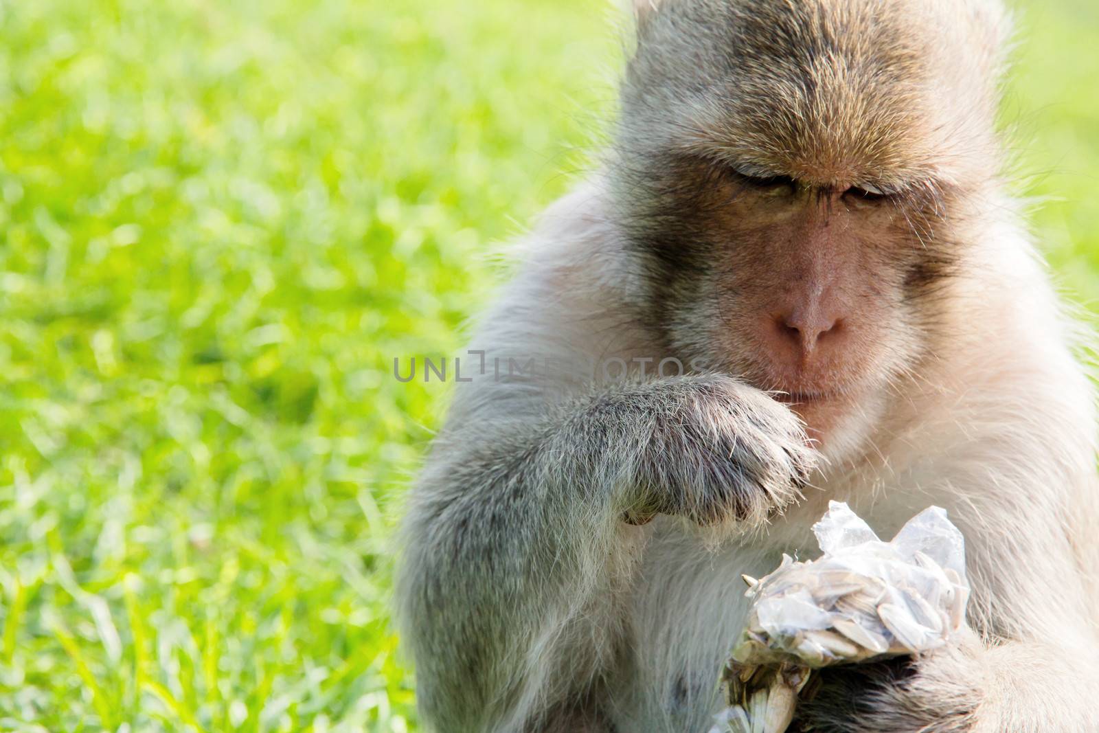 portrait of Long-tailed macaque, eating sunflower seed