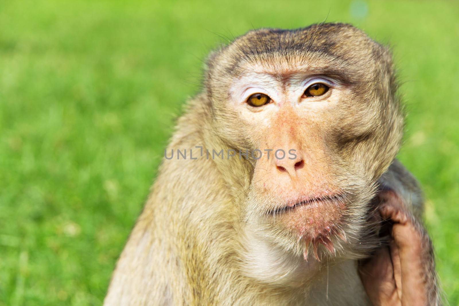 portrait of Long-tailed macaque