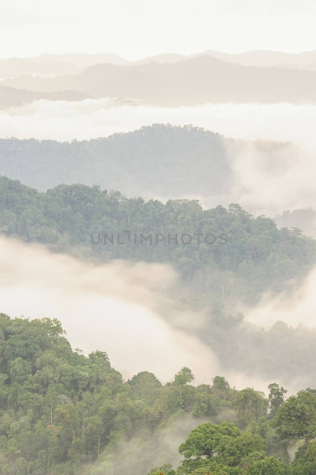 Beautiful tropical mountain mist in rain forest.  by ngungfoto