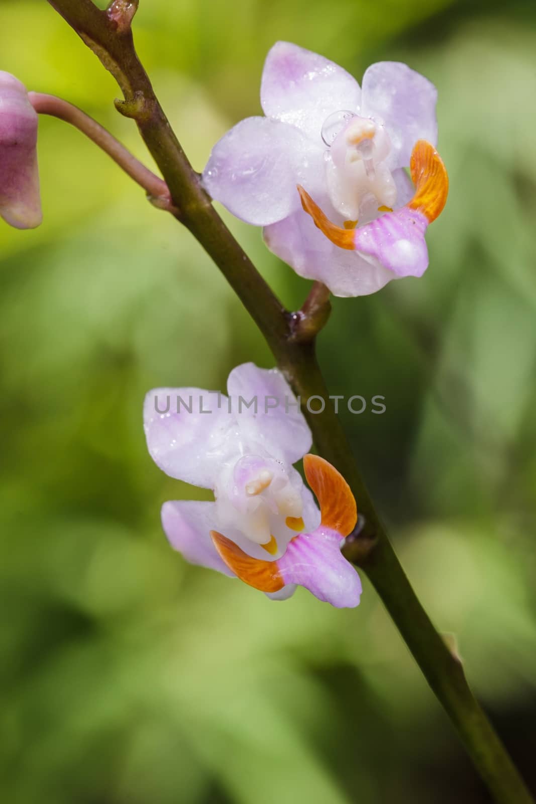 Forest orchid Thte scientific name :Doritis pulcherrima in rain forest, Thailand