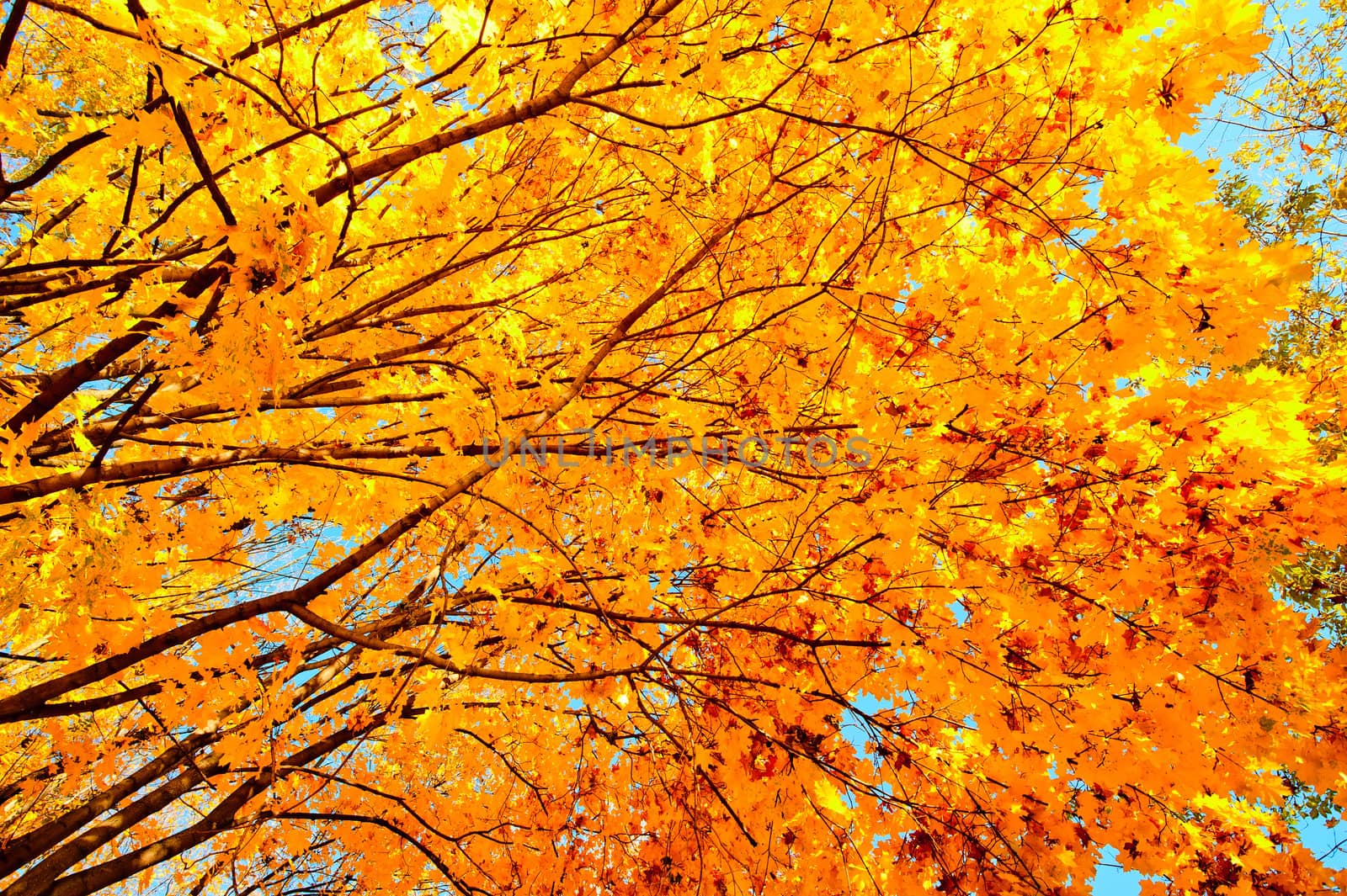 Yellow maple leaves on the branches