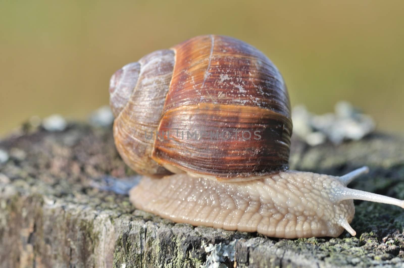 Burgundy snail