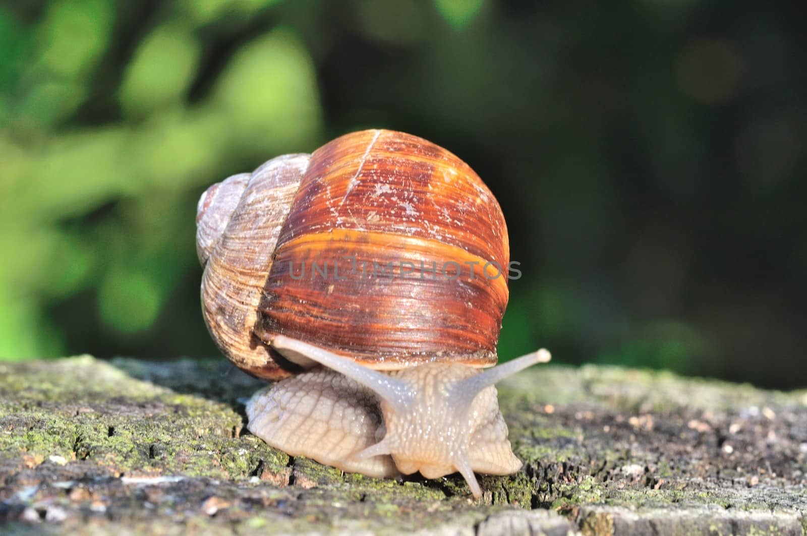 Burgundy snail