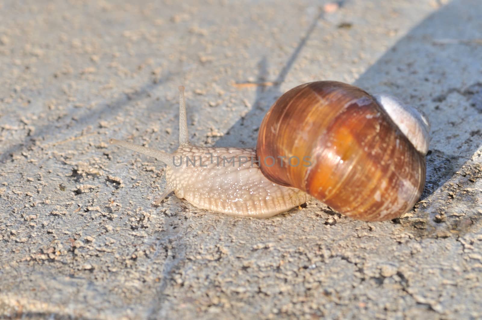 Burgundy snail