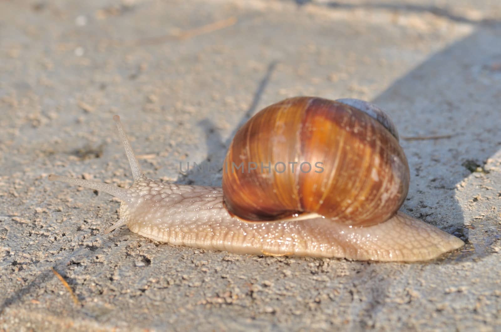 Burgundy snail