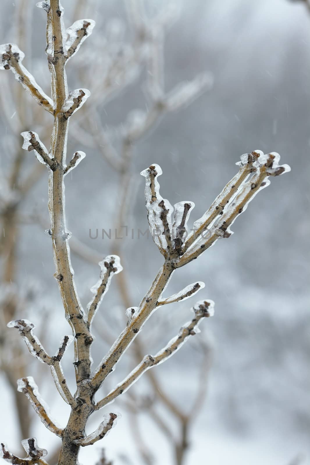 Frozen, Icy branches of a tree