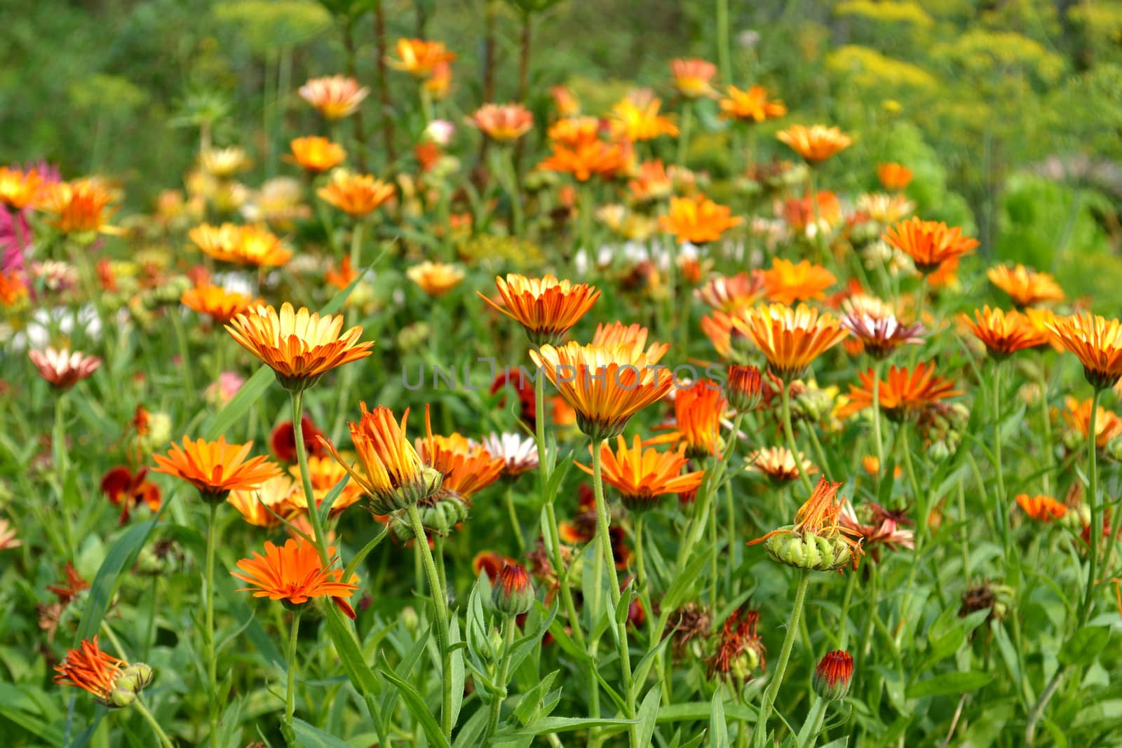 Glade of an orange calendula by veronka72