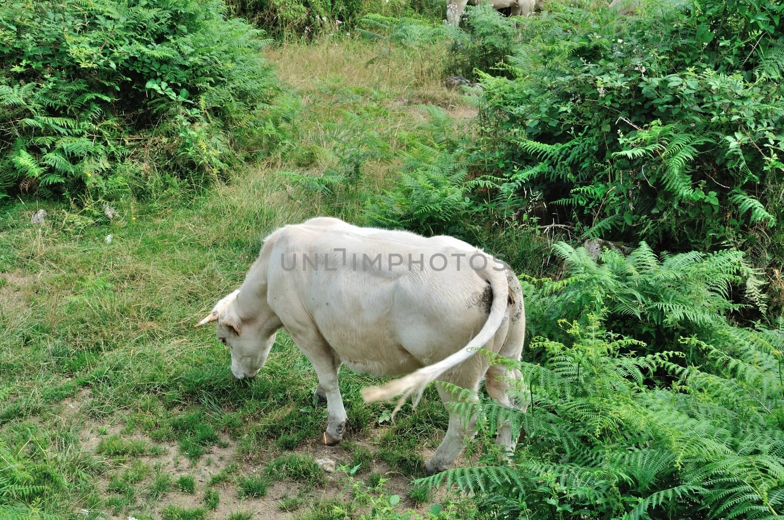 Cows in meadows