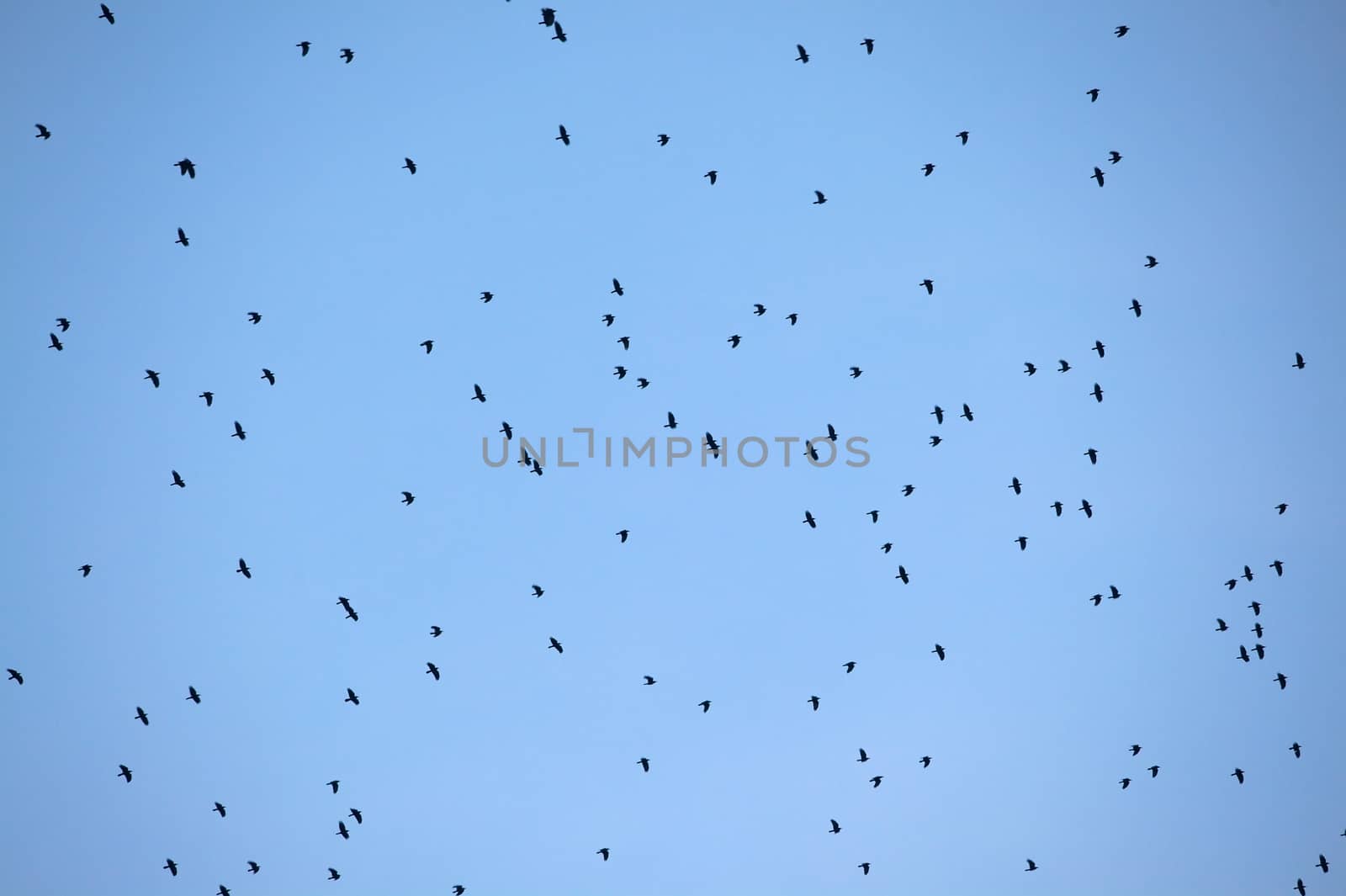 Flock of birds flying in the sky