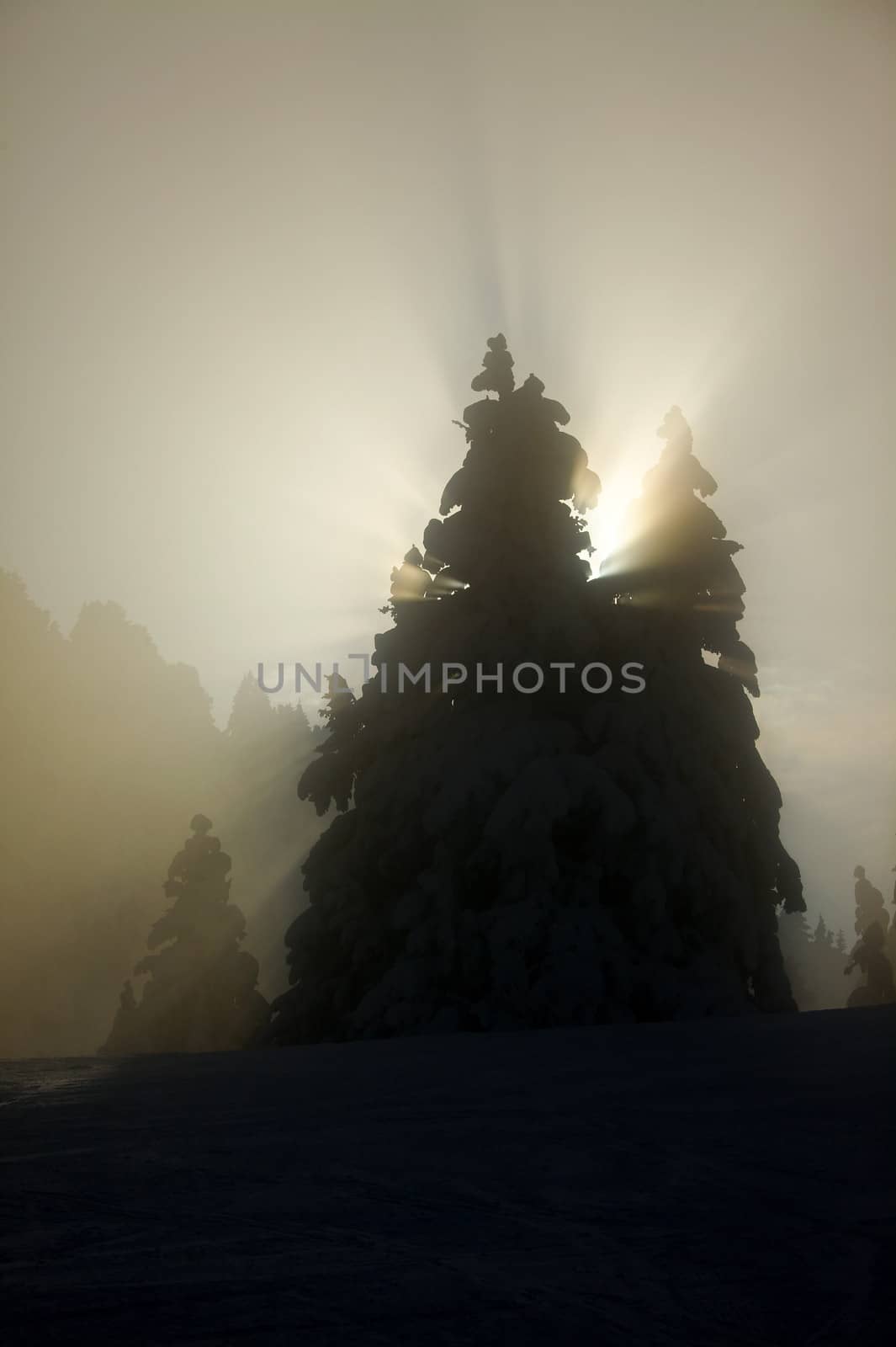 Snowy trees with sunlight filtering through the fog