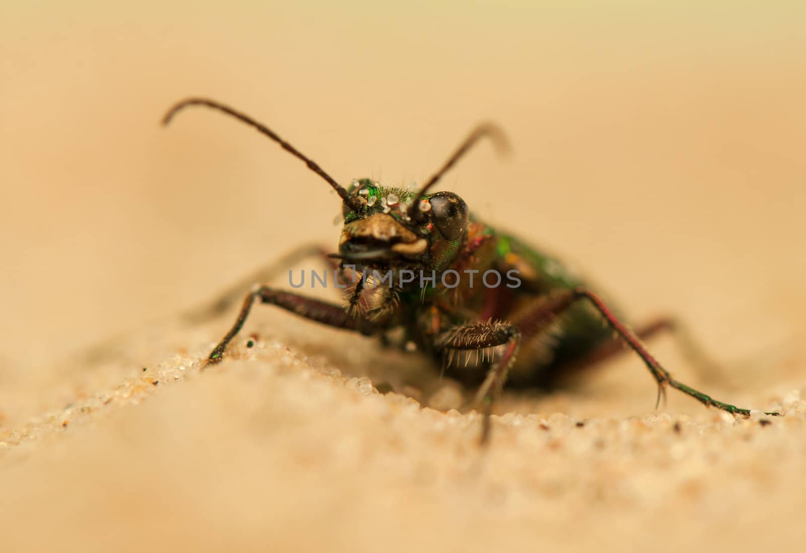 Cicindela campestris by Gucio_55