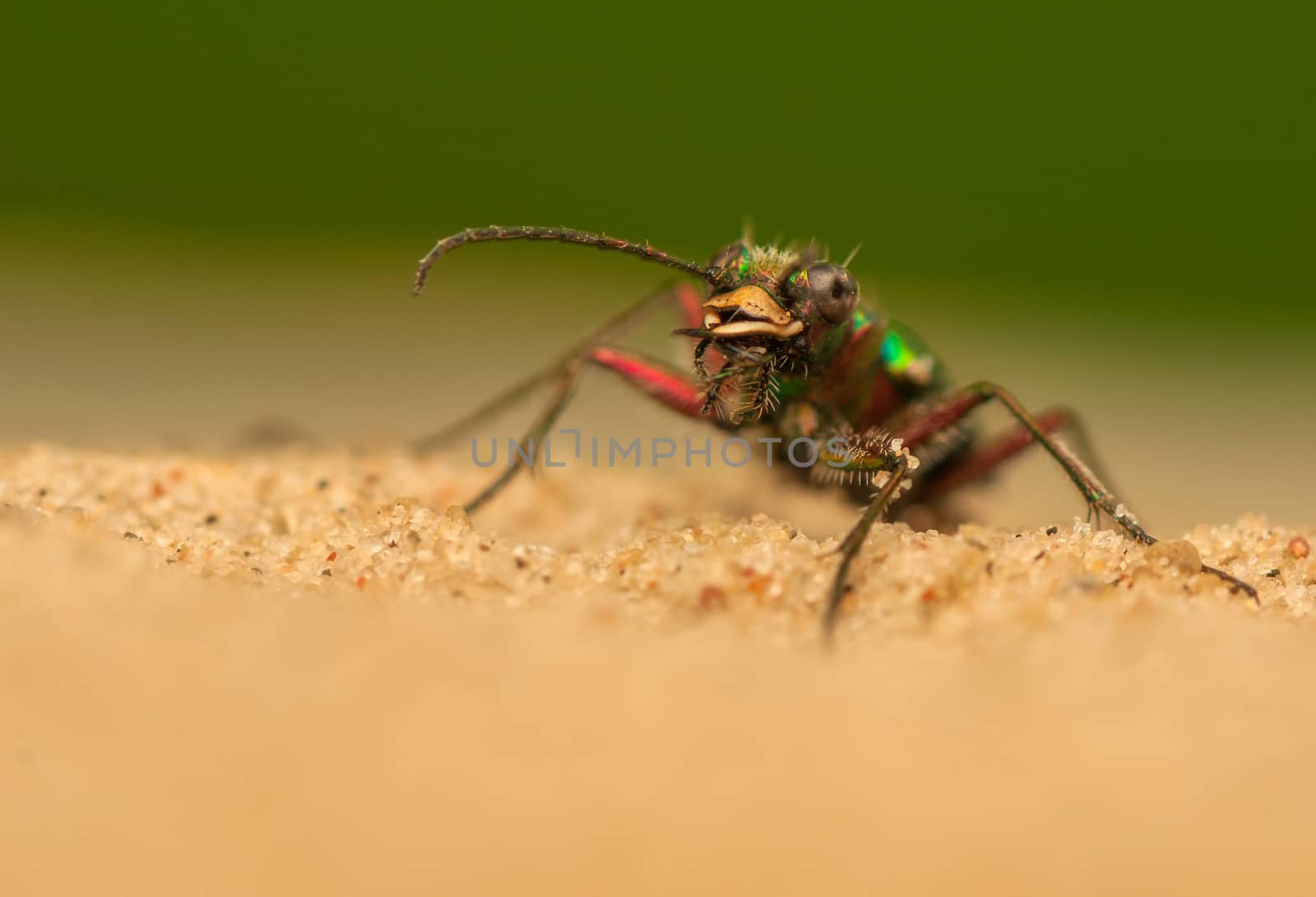 Cicindela campestris by Gucio_55