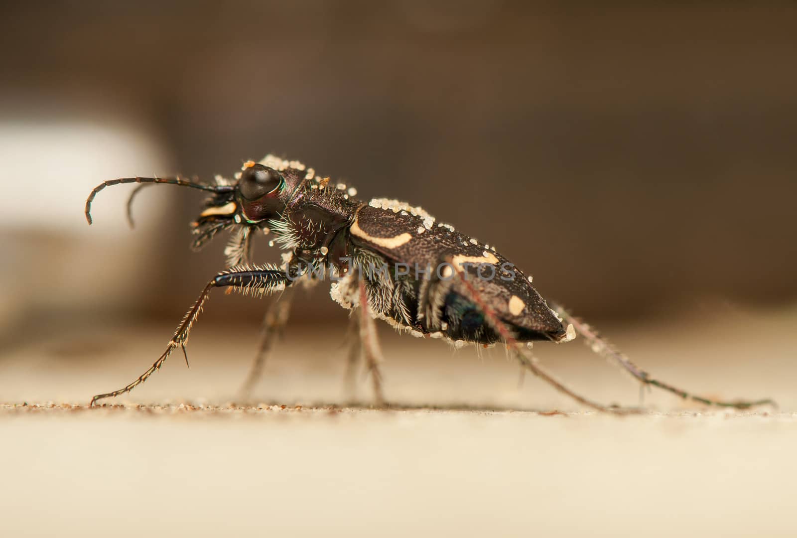 Cicindela hybrida by Gucio_55