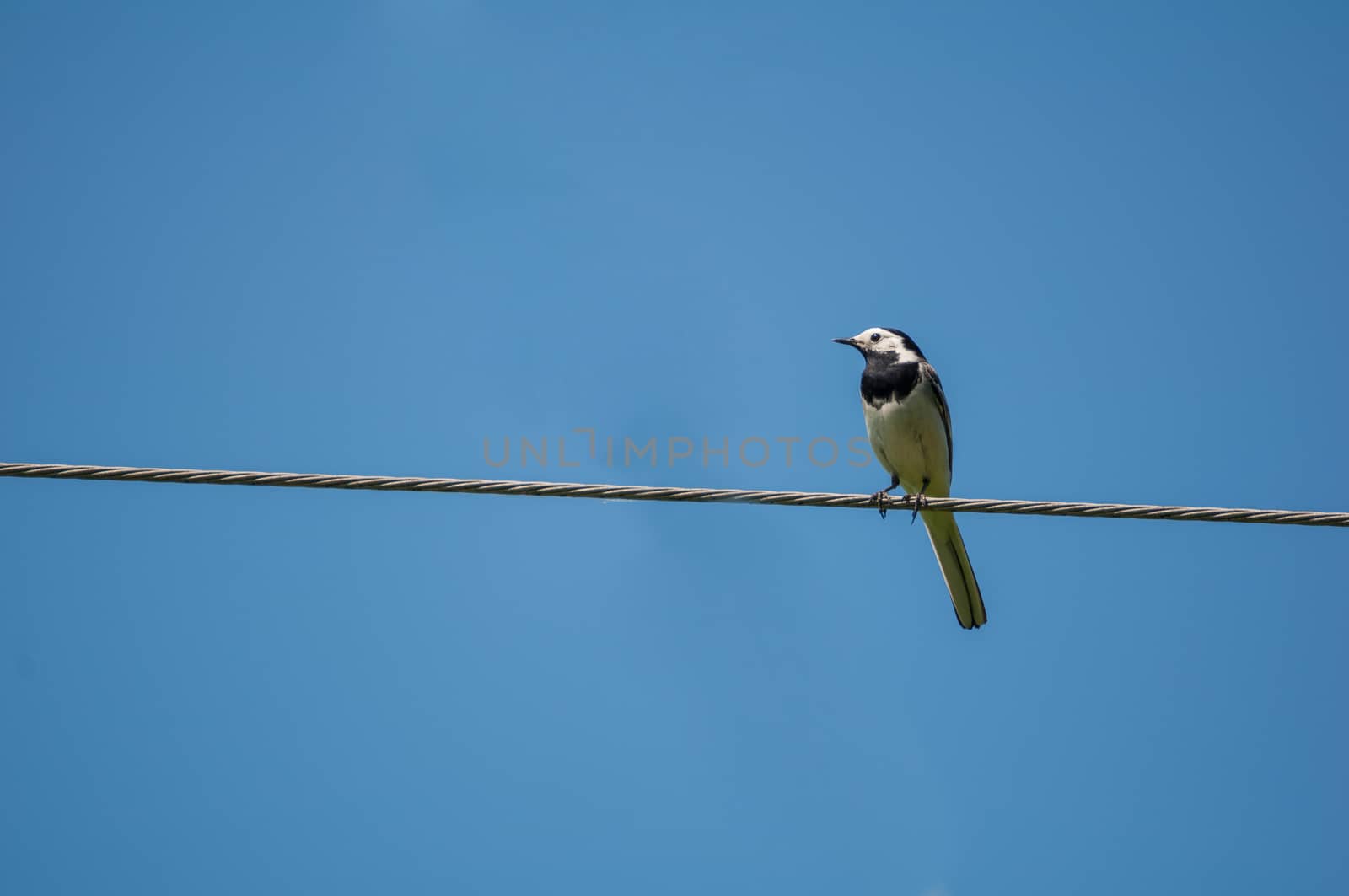 white wagtail