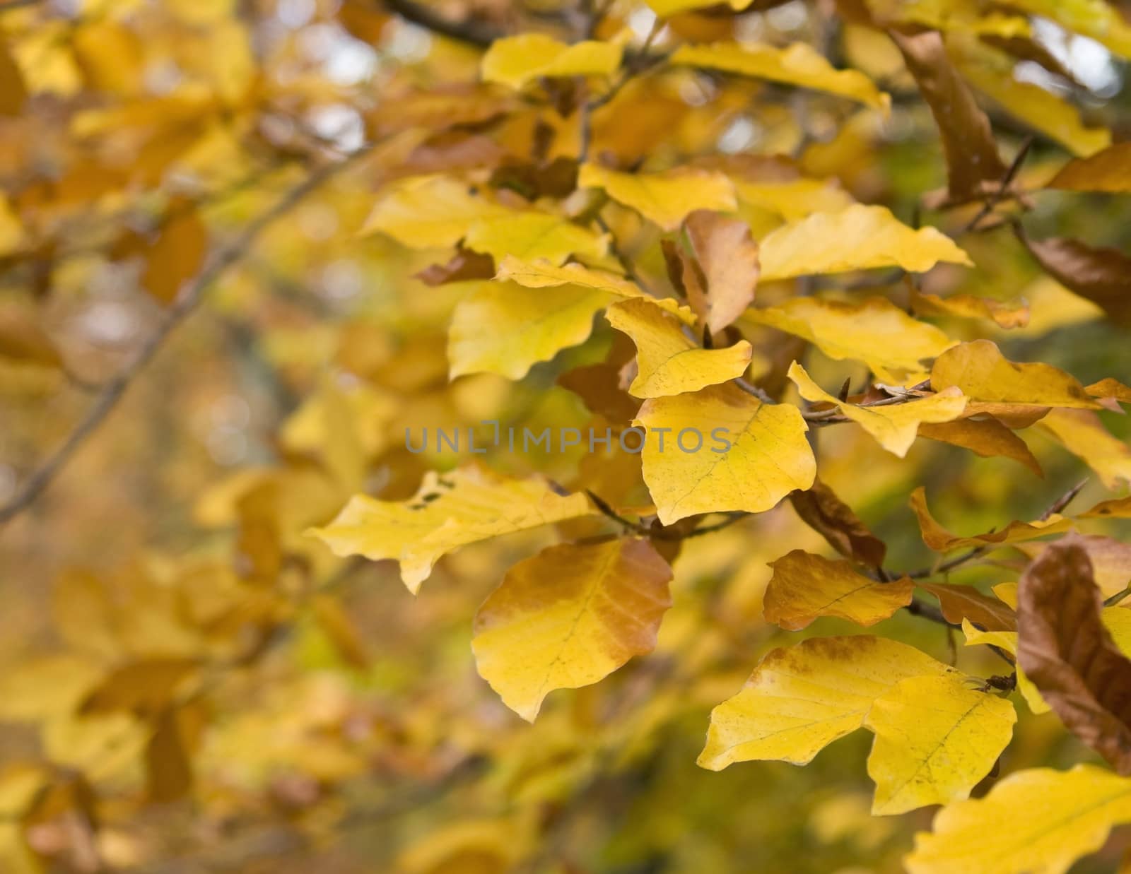 orange brown autumn leaves by gewoldi
