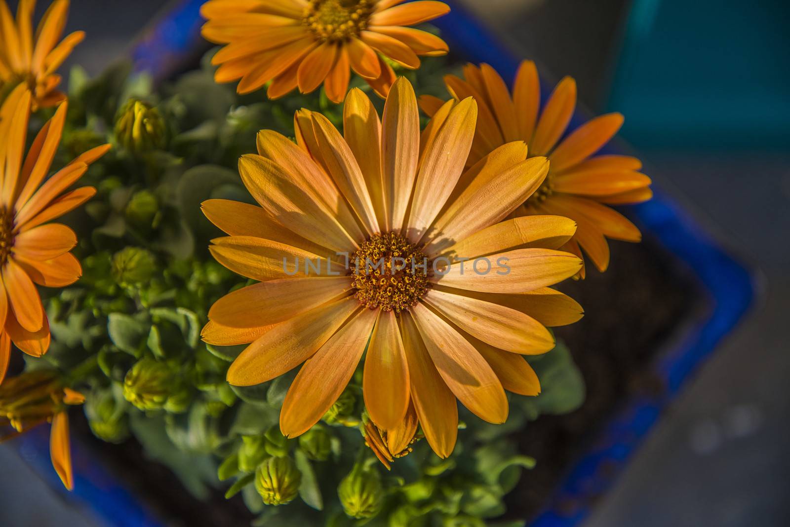 The picture is shot in a flower pot at the backyard of my home in Halden, Norway.