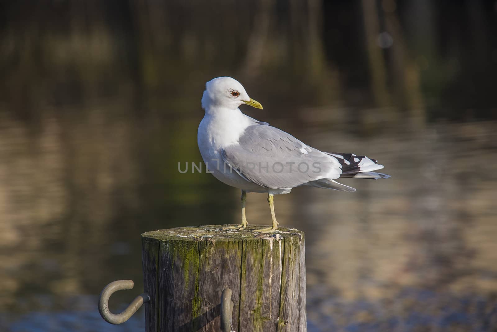 The bird stands on a mooring pole which is driven into the Tista River in Halden, Norway.