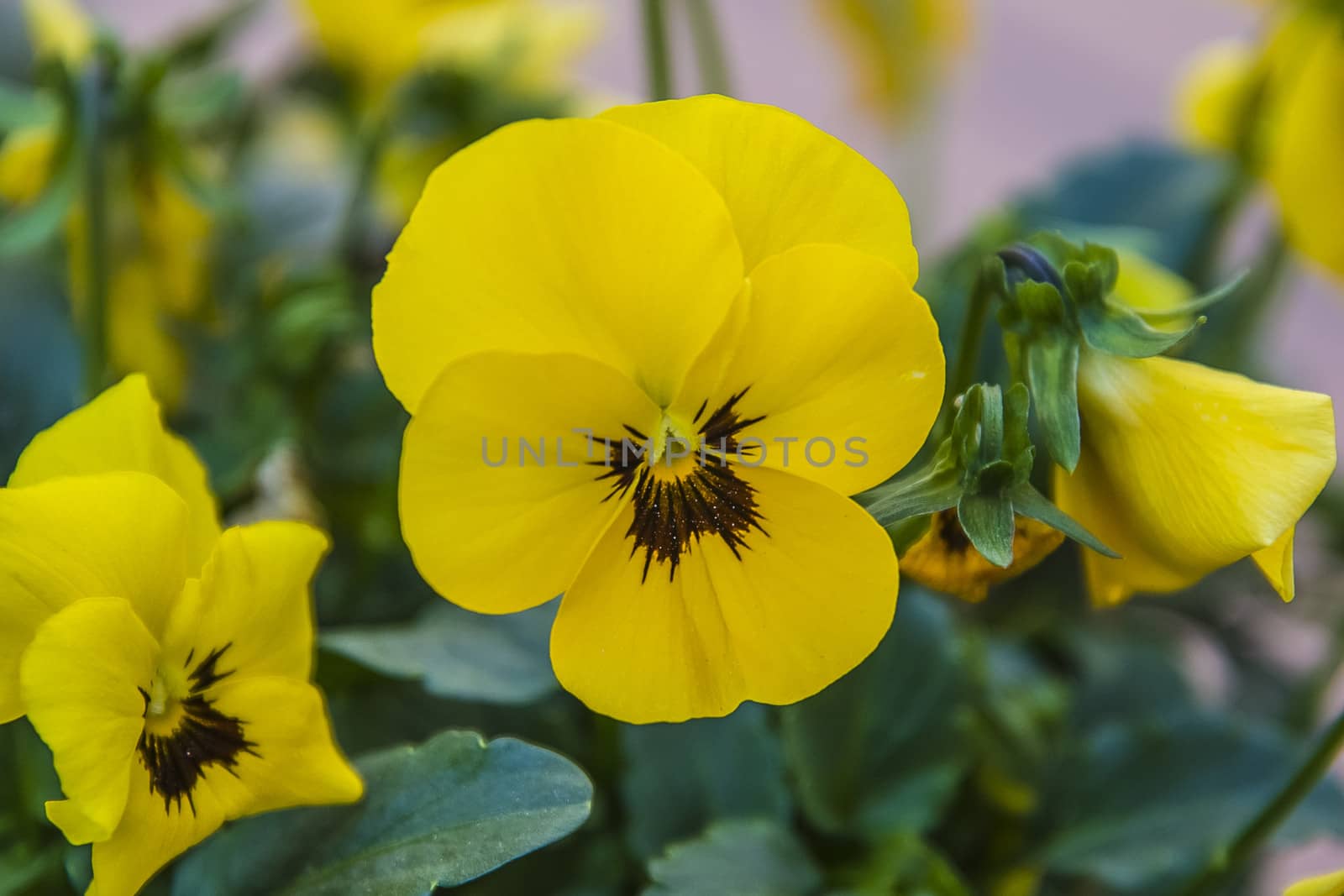 The picture is shot in a flower pot at the backyard of my home in Halden, Norway.