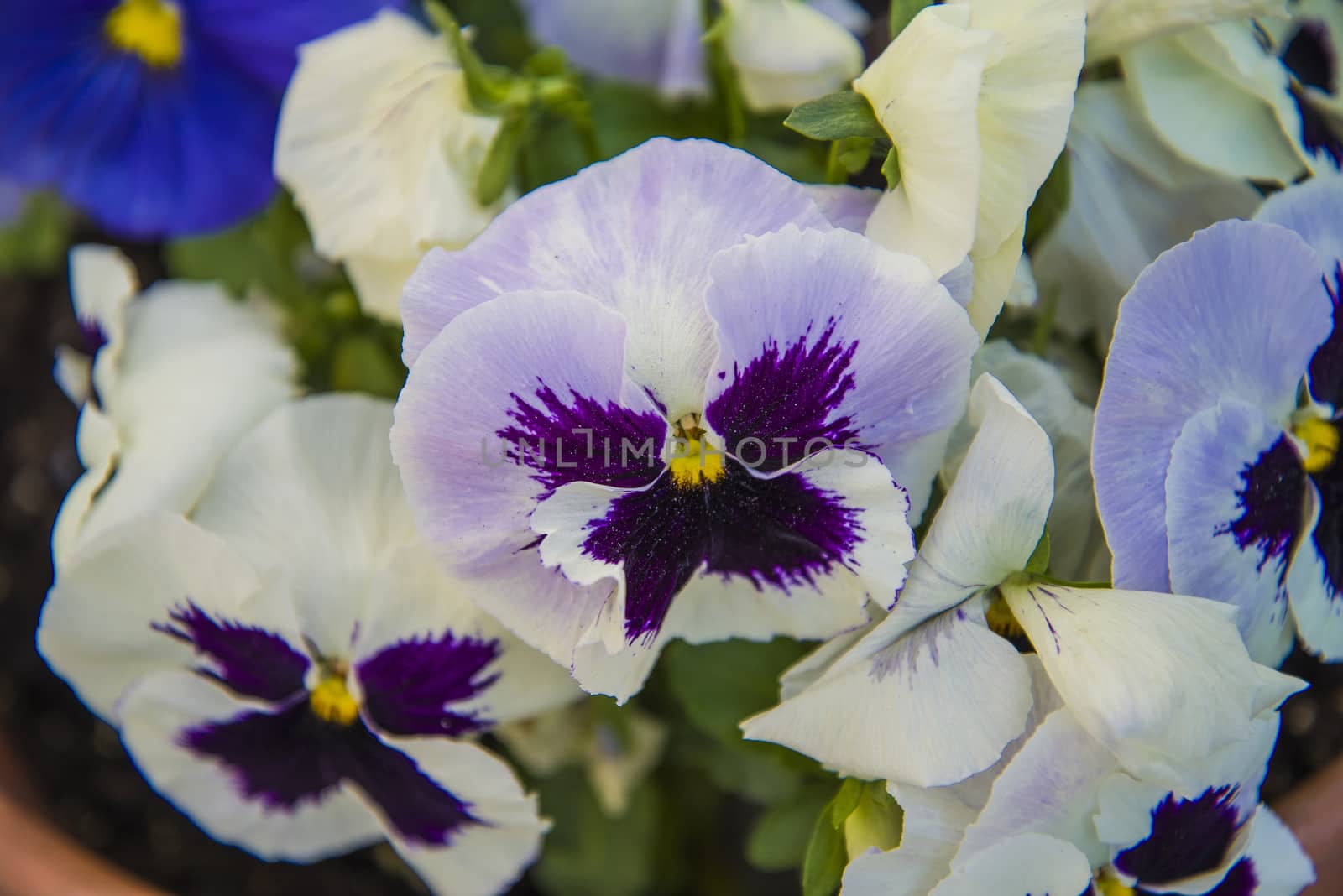 The picture is shot in a flower pot at the backyard of my home in Halden, Norway.