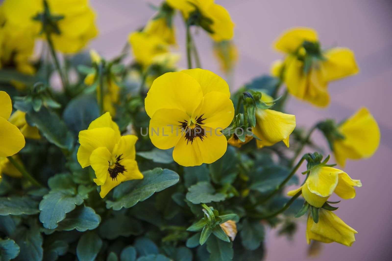 The picture is shot in a flower pot at the backyard of my home in Halden, Norway.