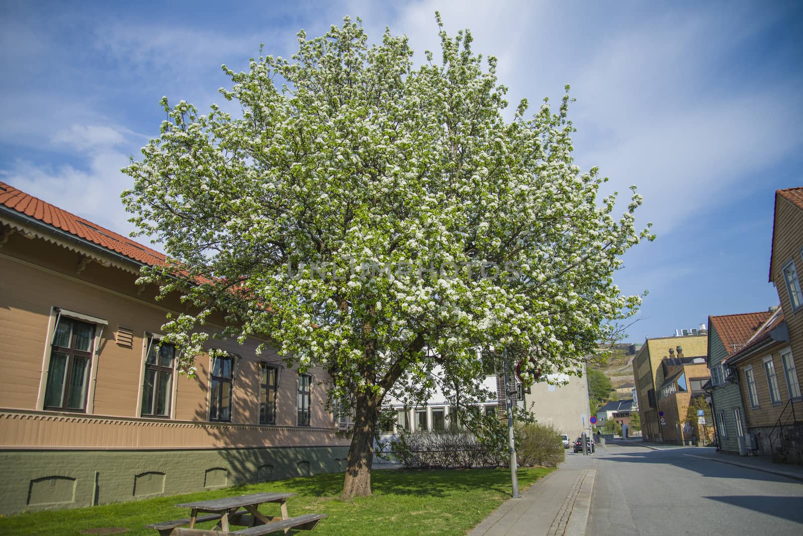 Pear tree standing just outside my home in Halden, Norway, and it blooms every year in May and the flowers lasts only 2-3 days