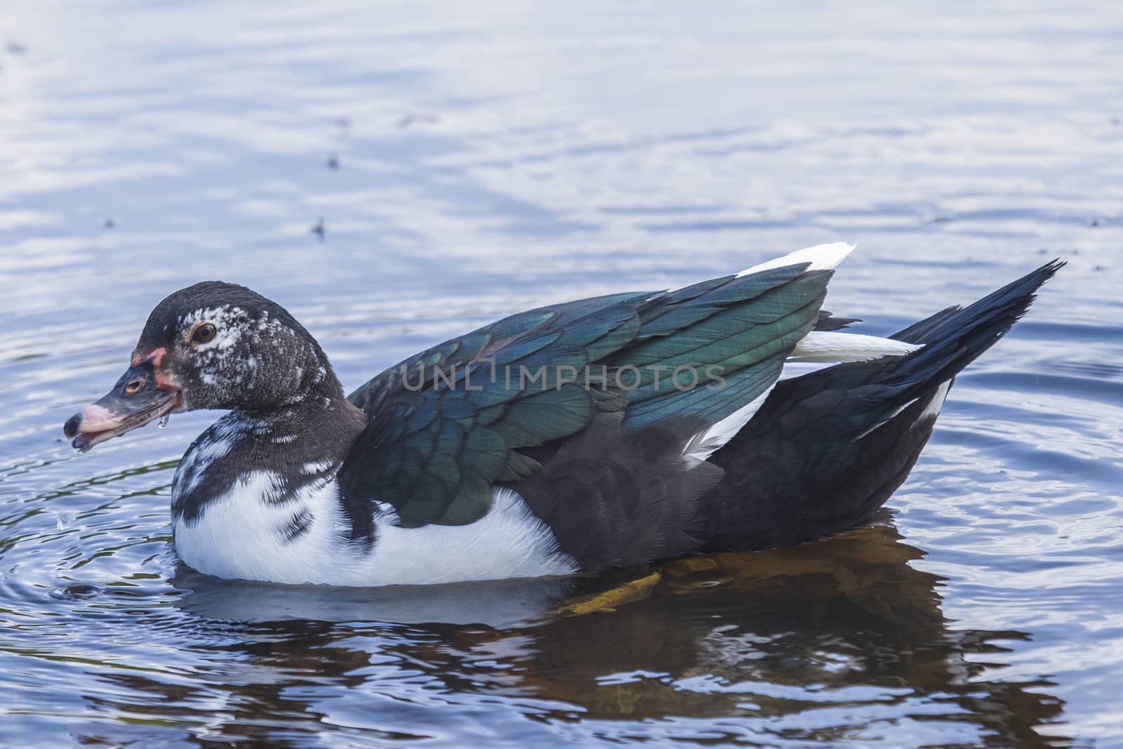 The picture is shot on a duck pond at Fredriksten fortress in Halden, Norway.