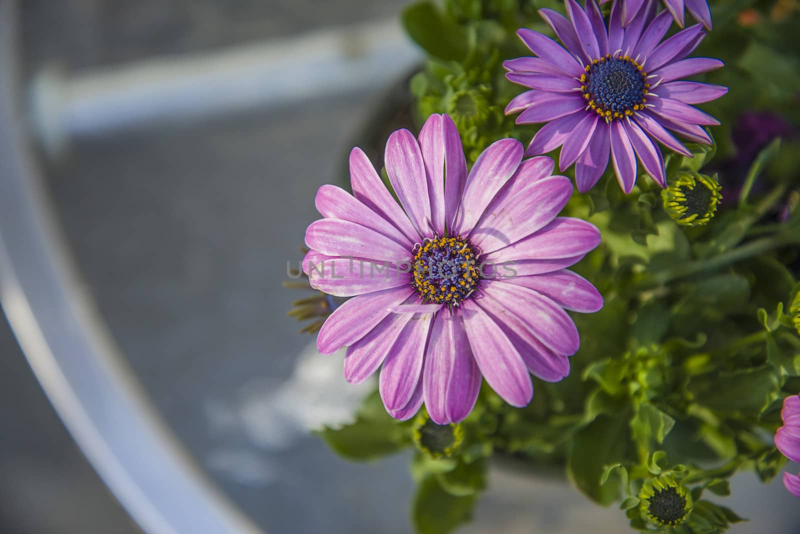 The picture is shot in a flower pot at the backyard of my home in Halden, Norway.