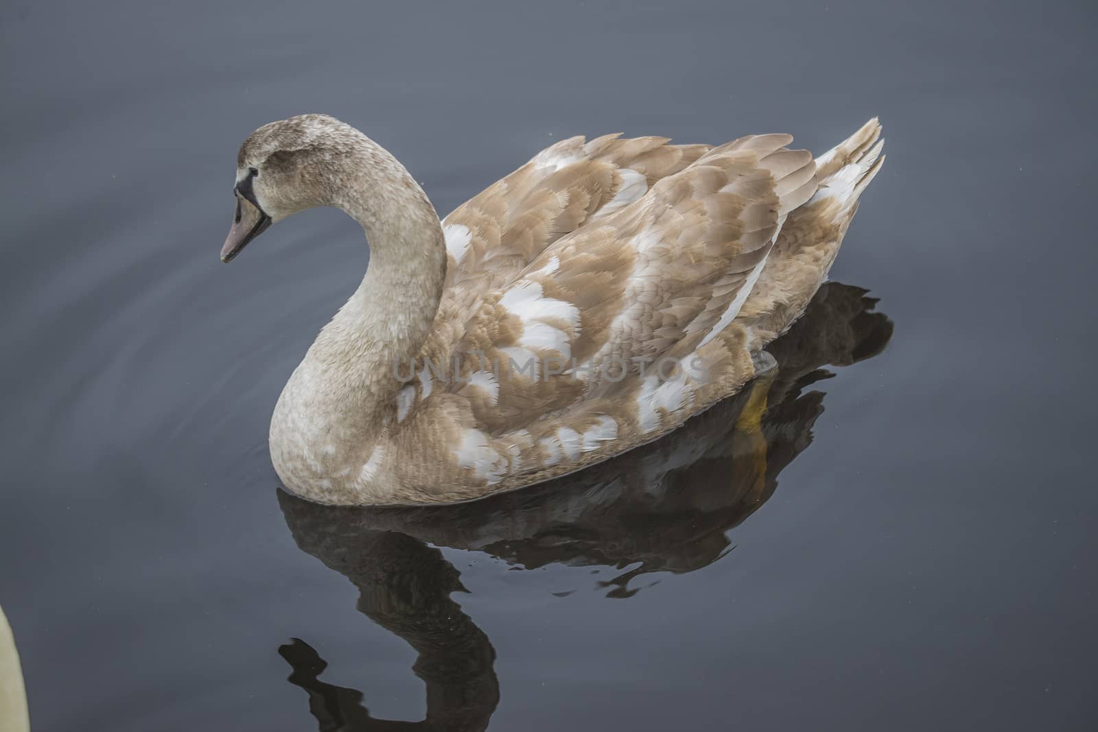 young mute swan, cygnus olor by steirus