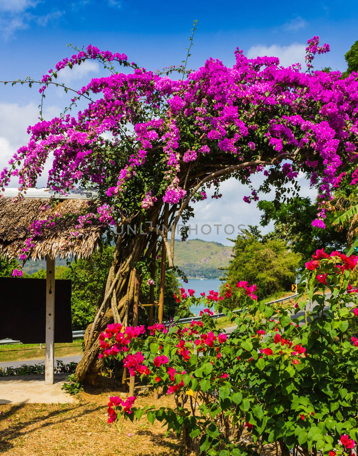 Arch of purple flowers  in Thailand by oleg_zhukov