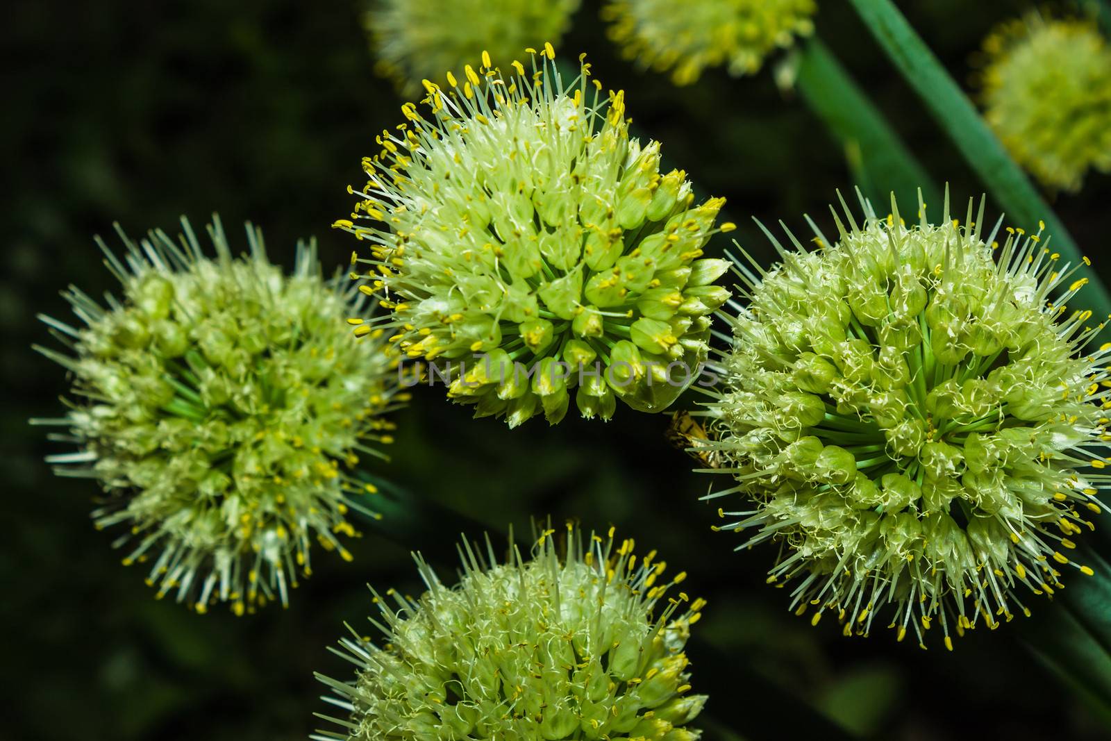 a Close view of Onion flower stalks