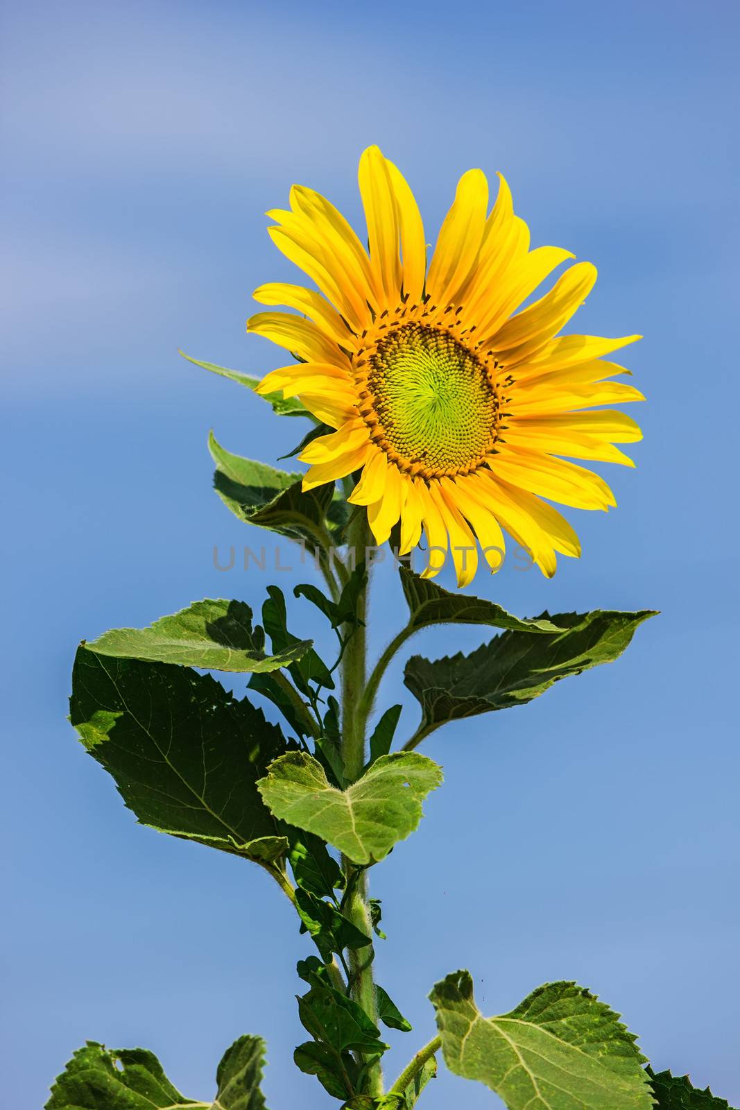 Yellow sunflower against a blue sky by oleg_zhukov