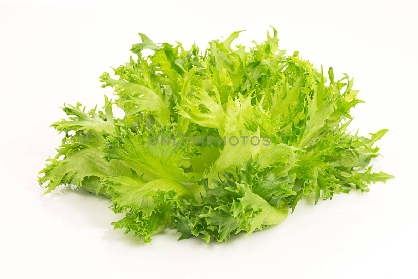 fresh green salad lettuce lolla bionde