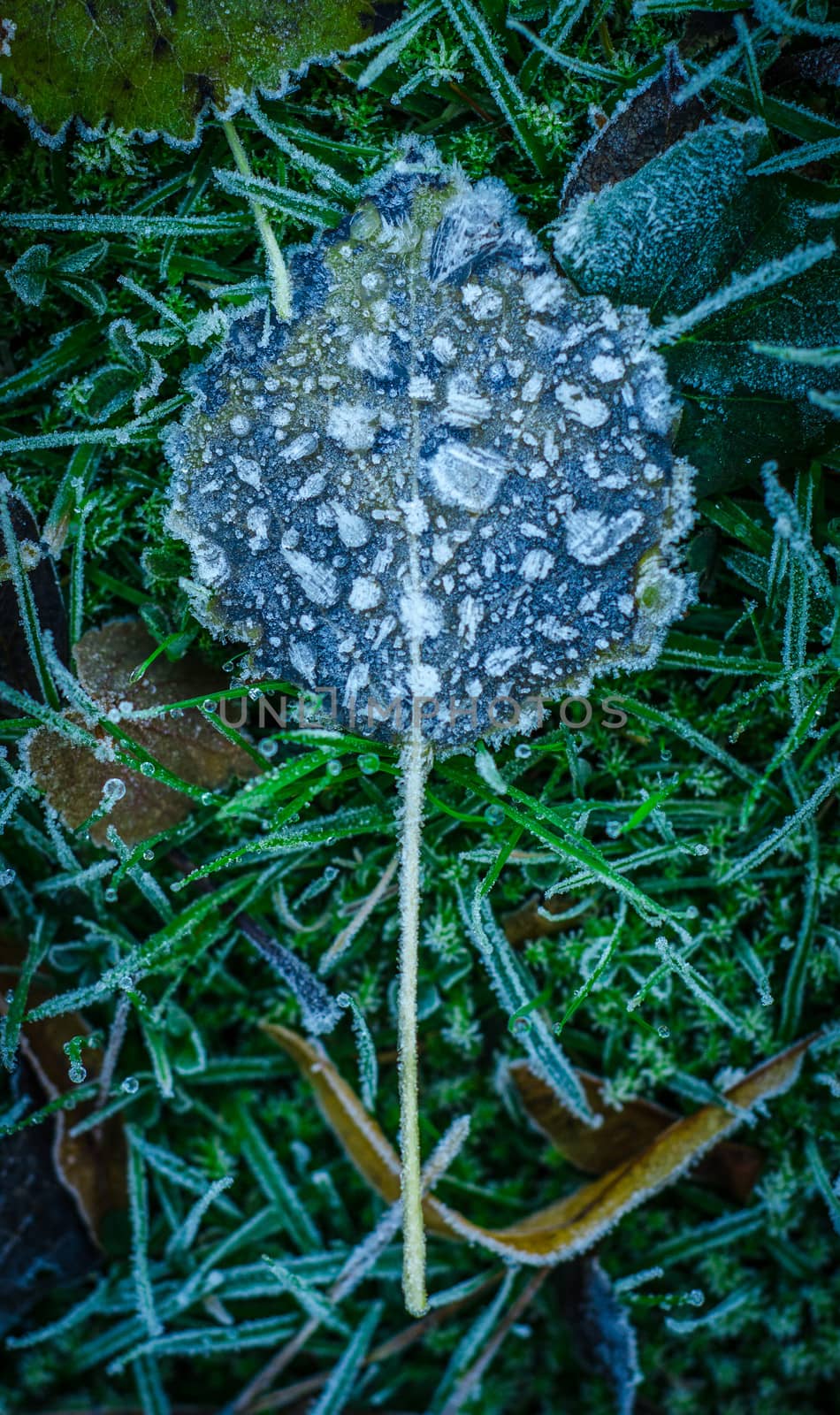 Ice And Frost On A Leaf In Winter
