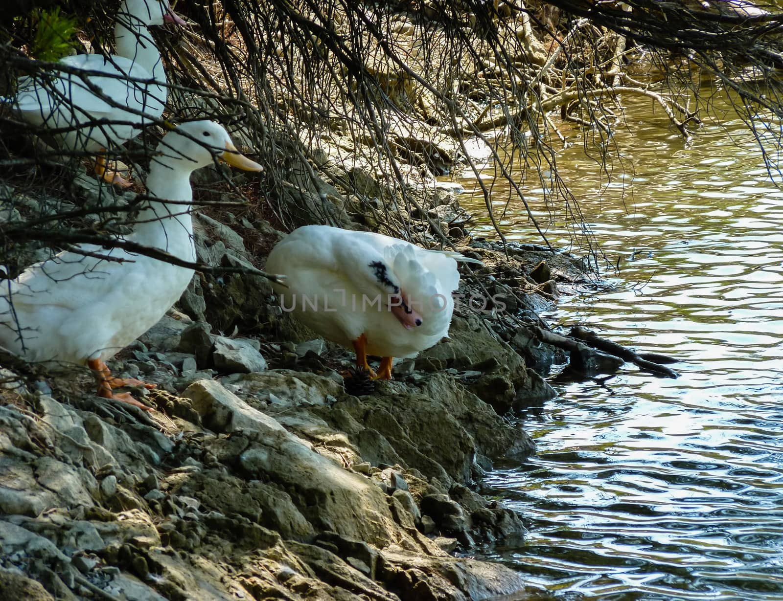 Ducks on pond in nature