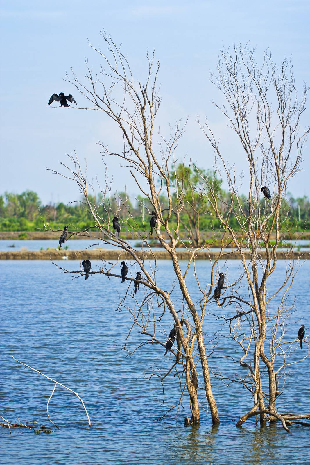 Little cormorant together as a group on tree spread the wings to sunbathe