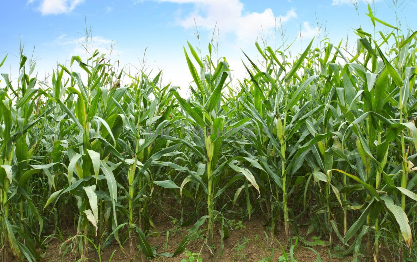 As far as the eye could see, nothing could be seen expect cornfields