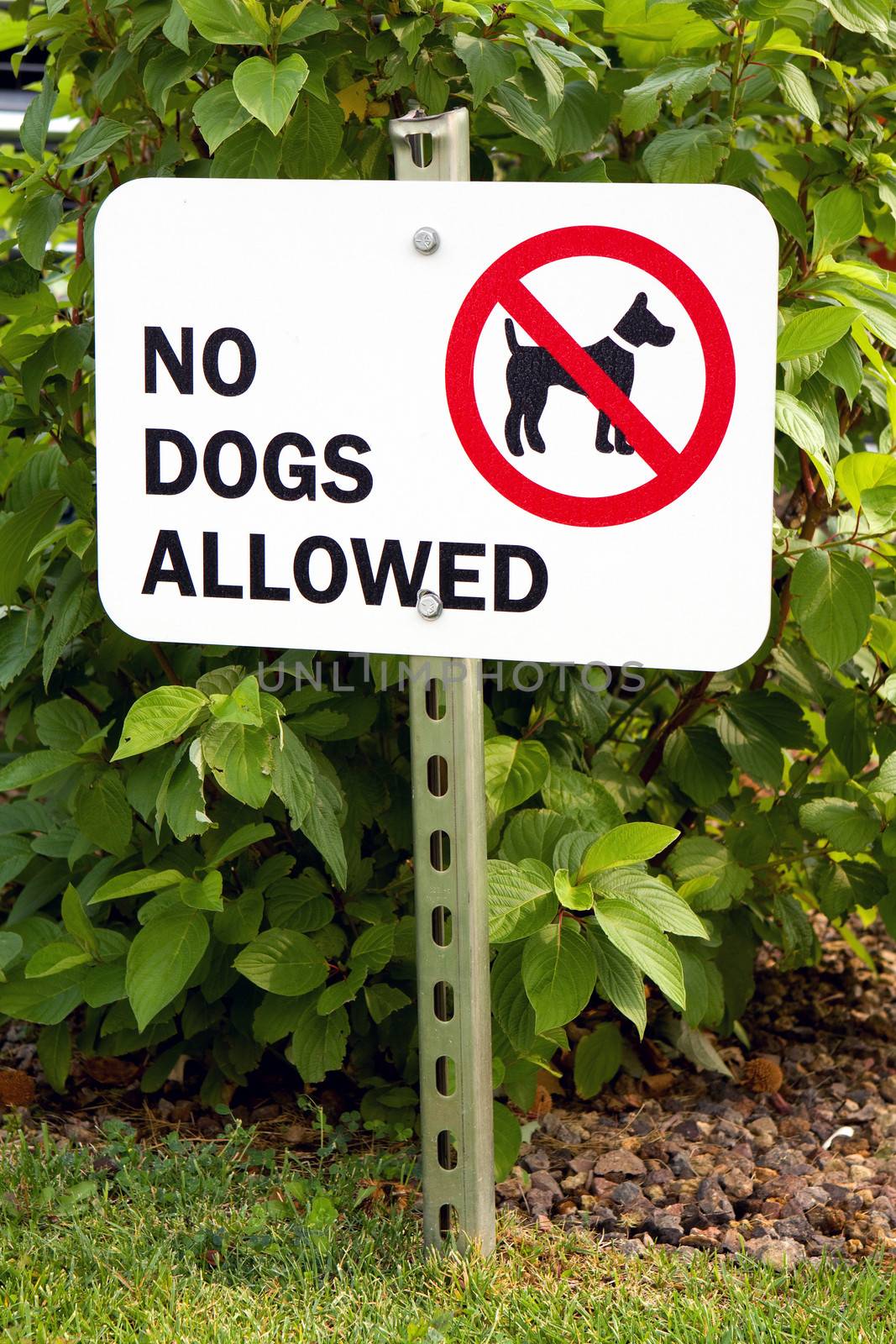No Dogs Allowed Sign by sframe