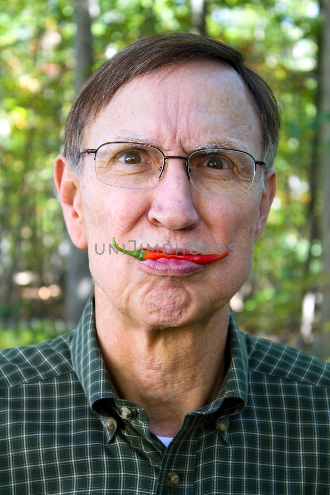 Old man holds a red pepper from the garden in his lips with a silly look on his face.