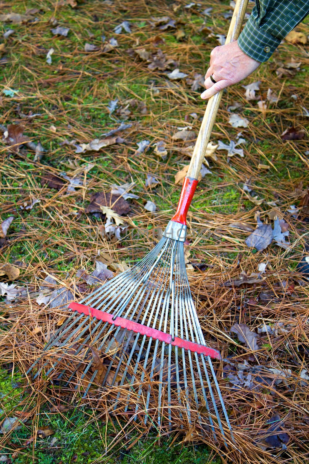 Man gathers up fall leaves and pine needles with an old rake.