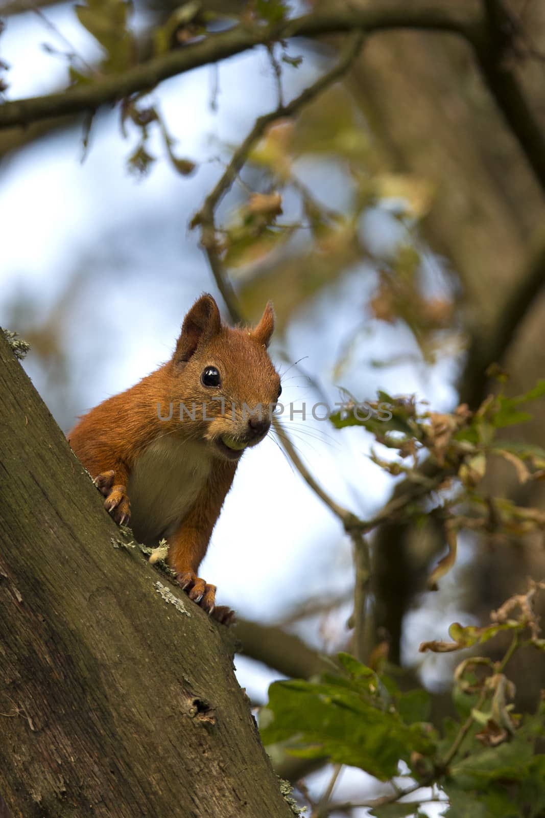 The squirrel in the wild