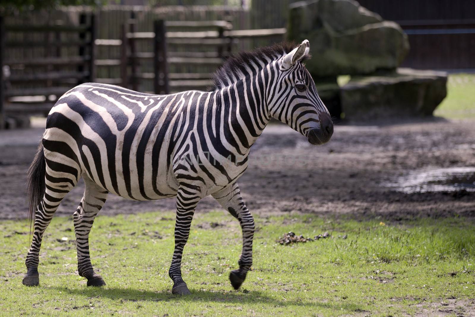 Picture zebra of the Warsaw Zoo