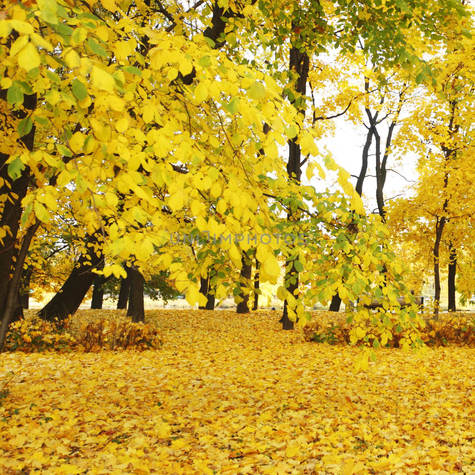 Colorful foliage in the autumn park