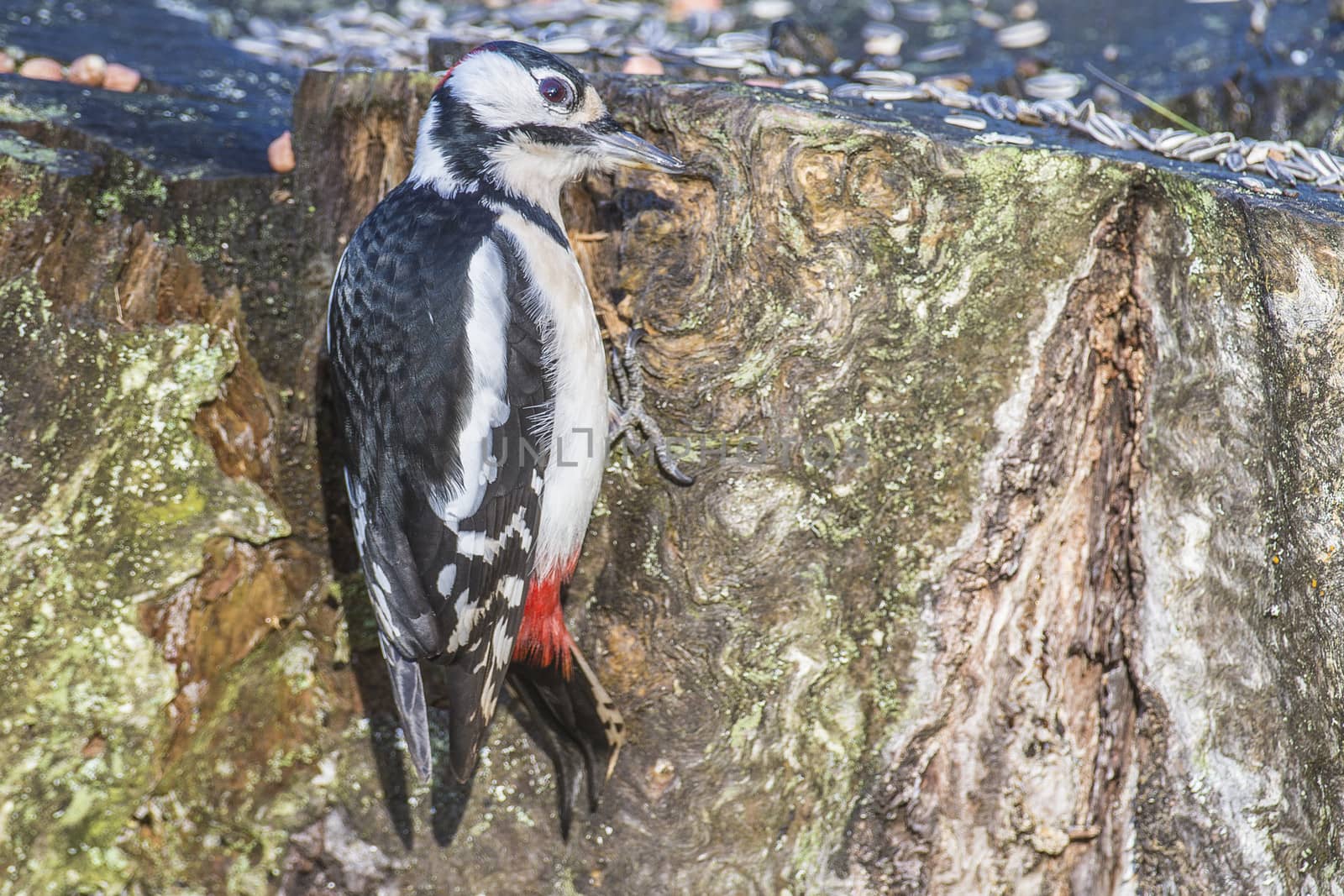 great spotted woodpecker, (dendrocopos major) at a tree stump by steirus