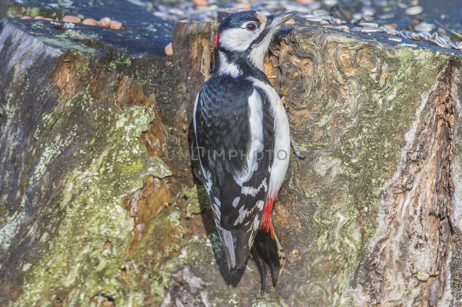 great spotted woodpecker, (dendrocopos major) at a tree stump by steirus