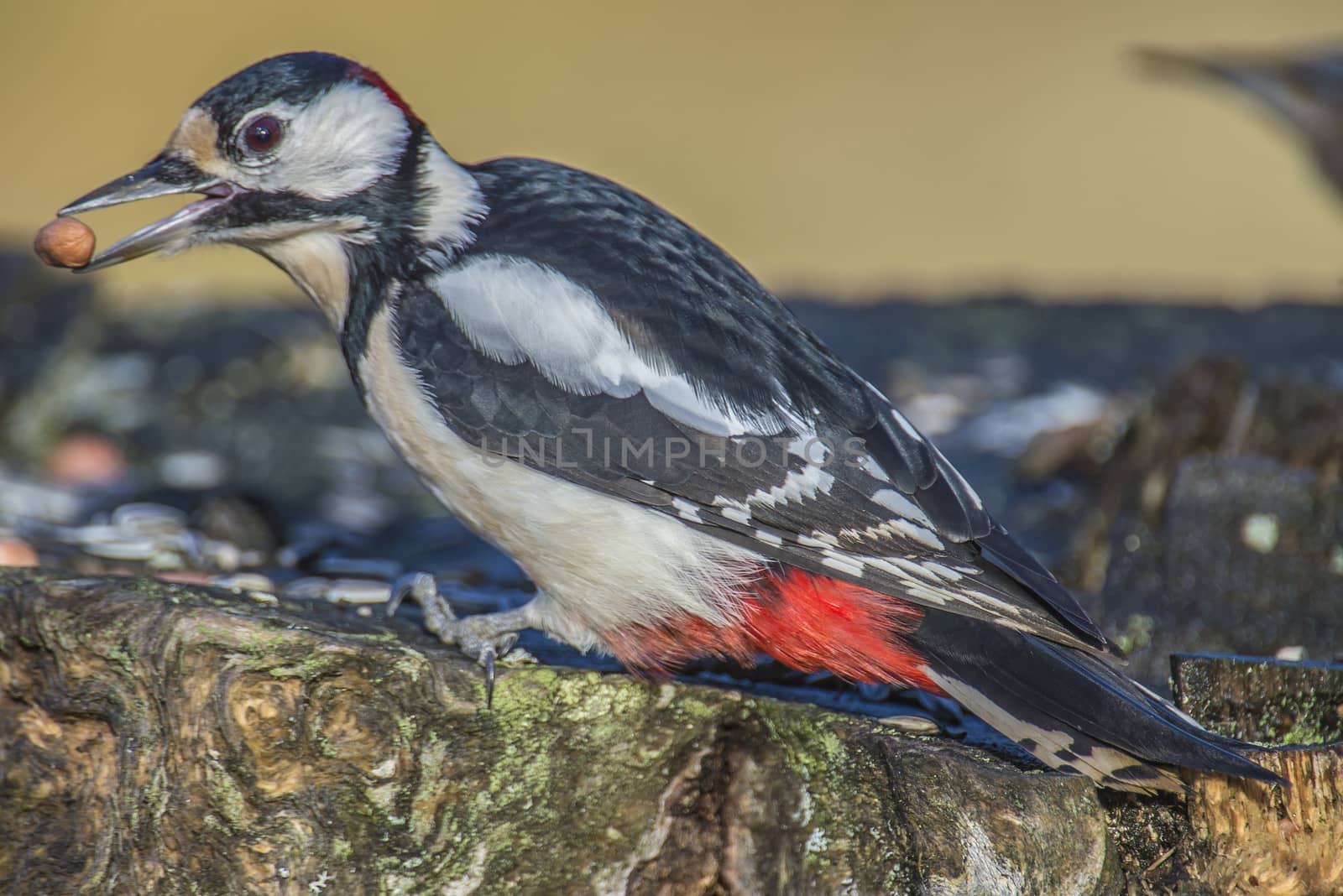 great spotted woodpecker, (dendrocopos major) at a tree stump by steirus