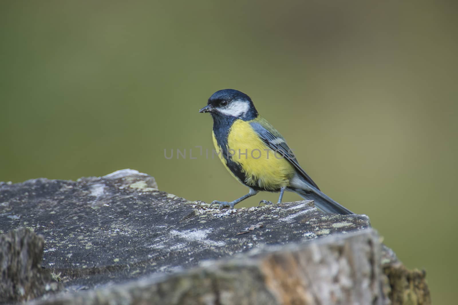 great tit, (parus major) at a tree stump by steirus