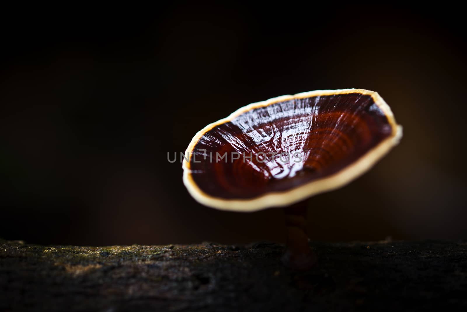 White mushroom growing up on the tree with black background